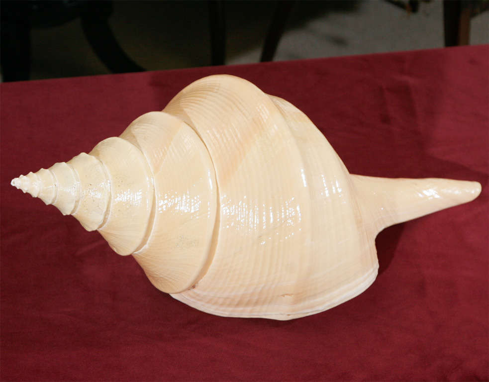Syrinx aruanus, common name the Australian trumpet or false trumpet, is a species  of extremely large sea snail measuring up to 91 cm long and weighing up to 18 kg. It is a marine gastropod mollusk in the family Turbinellidae, and is the only